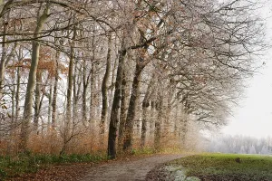 Deciduous forest with hoarfrost at the edge of a field