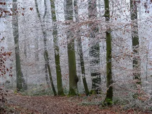 Deciduous forest with hoarfrost in winter