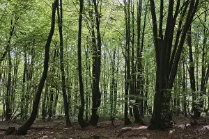Deciduous forest of hornbeam (Fagus silvatica)