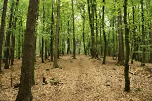 Category Forests Prints: Deciduous forest with light-coloured path