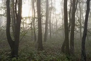 Deciduous forest, morning sun penetrates the fog
