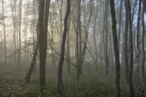 Deciduous forest, morning sun penetrates the fog