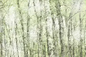 Deciduous forest, multiple exposure