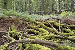 Deciduous forest, oak trees (Quercus)