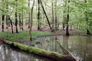 Deciduous forest and pond in spring