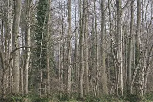 Deciduous forest with poplars (Populus)