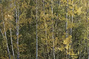 Deciduous forest with sand birch (Betula pendula) in autumn