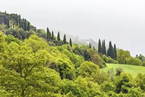 Deciduous forest on a slope with fog