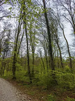 Deciduous forest in spring