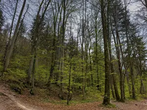 Deciduous forest in spring
