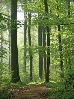 Deciduous forest in spring