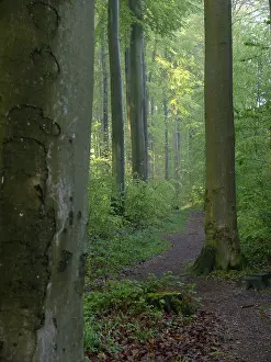 Deciduous forest in spring