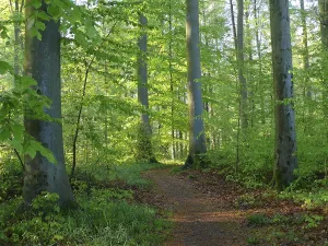 Deciduous forest in spring