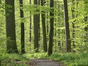 Deciduous forest in spring, beech forest in spring
