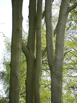 Deciduous forest in spring, beech forest in spring
