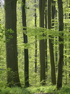 Deciduous forest in spring, beech forest in spring