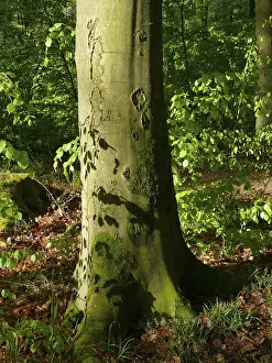 Deciduous forest in spring, beech tree