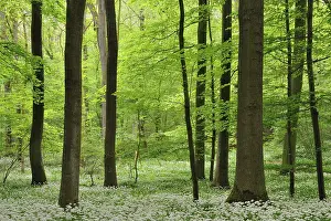Category Forests Prints: Deciduous forest in spring, blooming wild garlic (Allium ursinum)