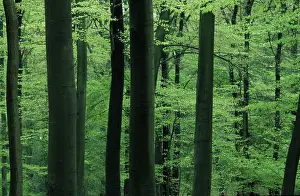 Deciduous forest in spring (Europe) (detail) (green) (landscape) (horizontal)