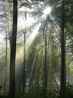Deciduous forest in spring, fog in the forest