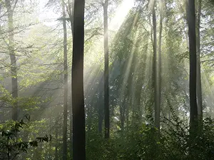 Deciduous forest in spring, fog in the forest