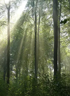 Deciduous forest in spring, fog in the forest