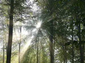 Deciduous forest in spring, fog in the forest