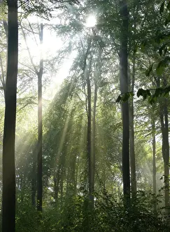 Deciduous forest in spring, fog in the forest