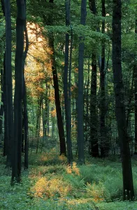 Deciduous forest on a spring morning (Europe) (backlight) (green) (vertical) (landscapes) (landscapes)