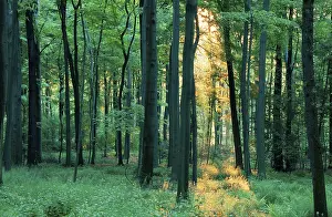 Deciduous forest on a spring morning (Europe) (backlight) (landscapes) (landscape) (horizontal)