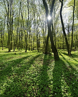 Deciduous forest in spring, sun