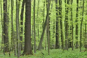 Deciduous forest in springtime with wood anemones (Anemone nemorosa)