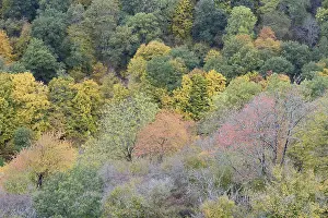 Deciduous forest, trees with autumn leaves