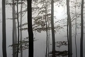 Deciduous forest, trees backlit