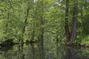 Deciduous forest on the water, Spreewald
