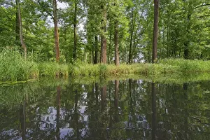 Deciduous forest on the water, Spreewald