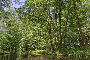 Deciduous forest on the water, Spreewald