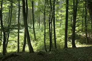 Deciduous forest in Westerwald