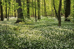 A deciduous forest with white flowering ramson (Allium ursinum) in spring in the evening sun