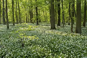 Category Forests Prints: A deciduous forest with white flowering ramson (Allium ursinum) in spring in the evening sun