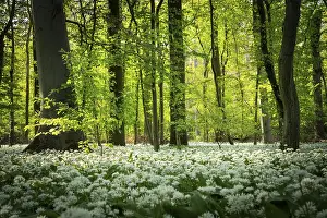 Category Forests Prints: A deciduous forest with white flowering ramson (Allium ursinum) in spring in the evening sun