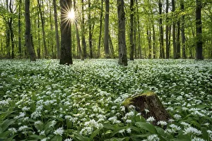 A deciduous forest with white flowering ramson (Allium ursinum) in spring in the evening sun with a sun star