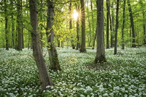 A deciduous forest with white flowering ramson (Allium ursinum) in spring in the evening sun with a sun star
