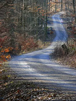 Deciduous forest in winter, forest path