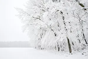 Deciduous forest in winter, North Rhine-Westphalia
