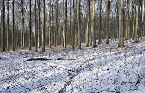 Deciduous forest in winter, snow