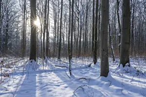 Deciduous forest in winter, snow