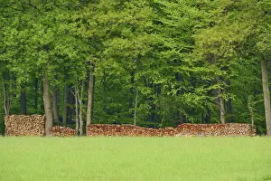 Deciduous forest, wood pile, spring