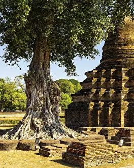 Deciduous tree with gnarled trunk