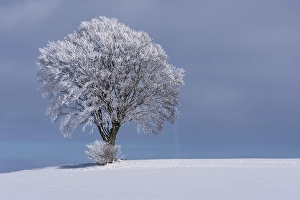Deciduous tree with hoarfrost and snow, winter landscape in Bautzen, Saxony, Germany, Europe